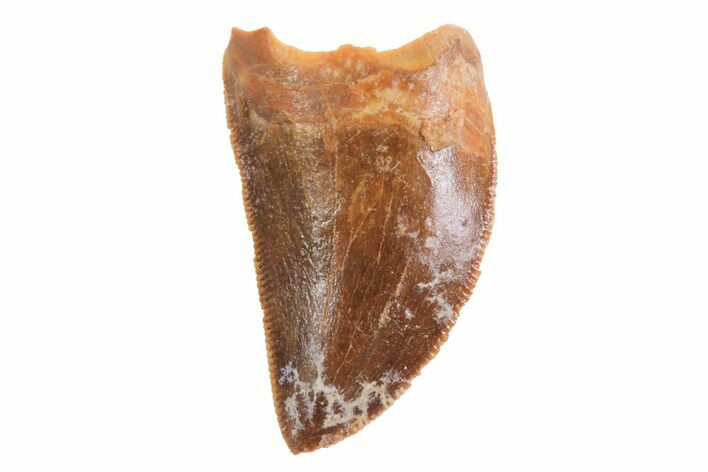 Serrated Carcharodontosaurus Tooth - Great Serrations #70964